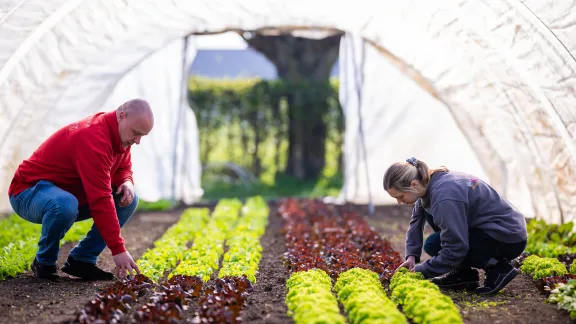 moestuin plukken